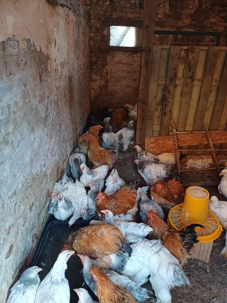 Brahma hennen en hanen te koop tussen 10 weken en 28 weken, Dieren en Toebehoren, Meerdere dieren, Kip