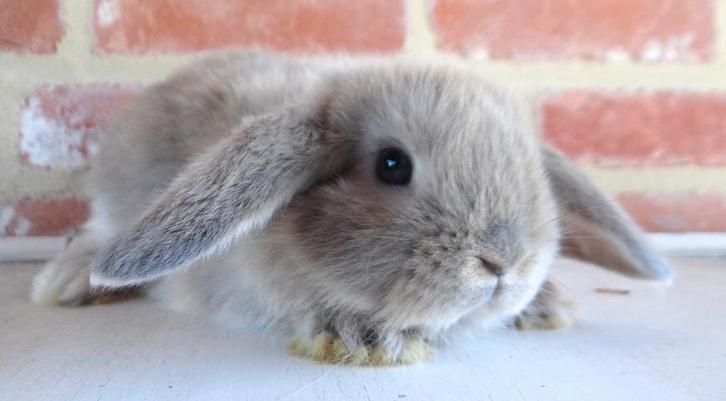 Nederlandse hangoor dwergkonijntjes gevaccineerd!, Animaux & Accessoires, Lapins, Nain, Plusieurs animaux, 0 à 2 ans, Oreilles tombantes
