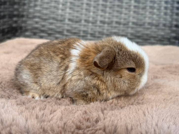 Jonge minilop hangoordwerg konijntjes, handtam, knap & lief, Dieren en Toebehoren, Konijnen, Dwerg, Mannelijk, 0 tot 2 jaar, Hangoor