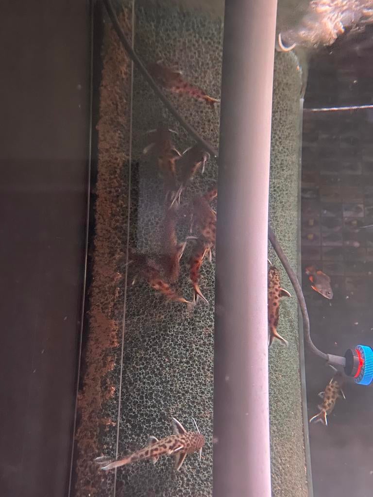 Synodontis Petricola, Vis, Zoetwatervis, Schoolvis