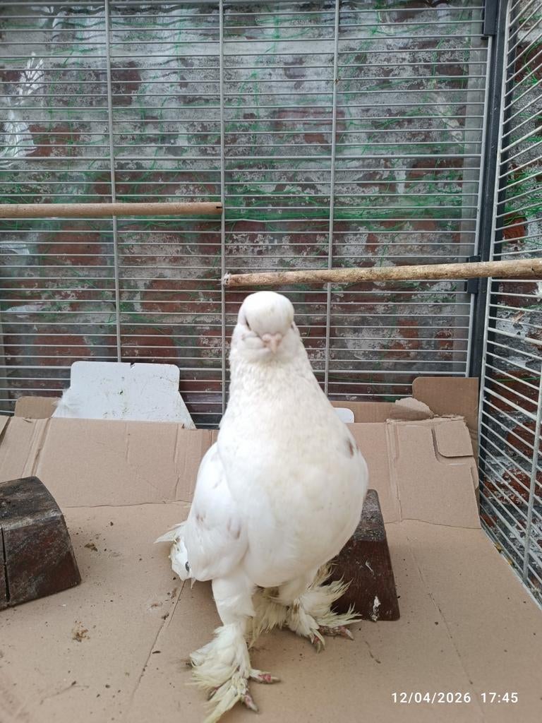 Mooie Langvoorhoofd Tuimelaar koppel