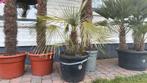 Chamaerops humilis, Tuin en Terras, Ophalen