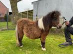 Jaarling hengstje en 3 jarige hengst  te koop, Dieren en Toebehoren, Met stamboom, Niet van toepassing, Hengst, A pony (tot 1.17m)