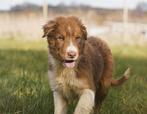 Border Collie, Dieren en Toebehoren