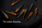 Azuma Tri-color Medaka Volwasssen +/-3cm, Poisson, Poisson d'eau douce