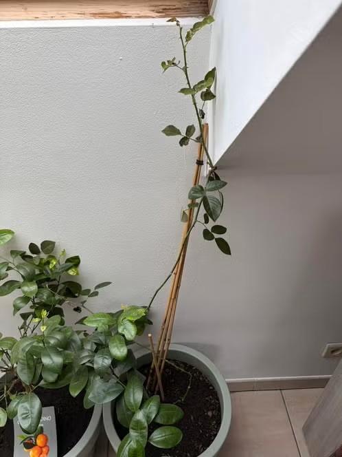 Rozenplant in pot, Tuin en Terras, Planten | Bomen, Overige soorten, 100 tot 250 cm, Halfschaduw, Zomer, In pot, Ophalen