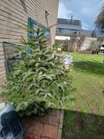 Spar - kerstboom, Tuin en Terras, Planten | Bomen, Ophalen