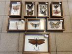 Collectie vlinders, Ophalen, Zo goed als nieuw