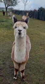 Étalon d'alpaga à vendre, Avril, Mâle