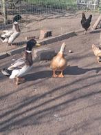 Koppel rouaan eenden, Dieren en Toebehoren, Pluimvee, Meerdere dieren, Eend