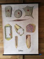 planche scolaire,  cellules et leurs structures biologiques, Enlèvement ou Envoi, Nature et Biologie