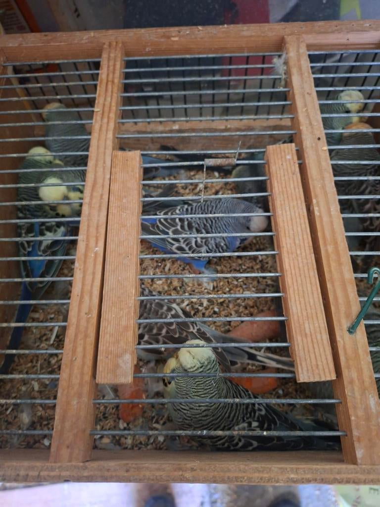 5 koppels grasparkieten  20euro koppel, Animaux & Accessoires, Oiseaux | Canaris