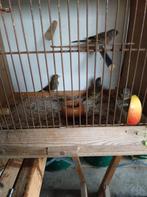 Kruising witte kanarie met distelvink, Mannelijk