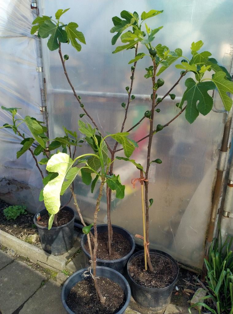 vijgenboom 3 jaar met kluit, Ophalen, Vijgenboom