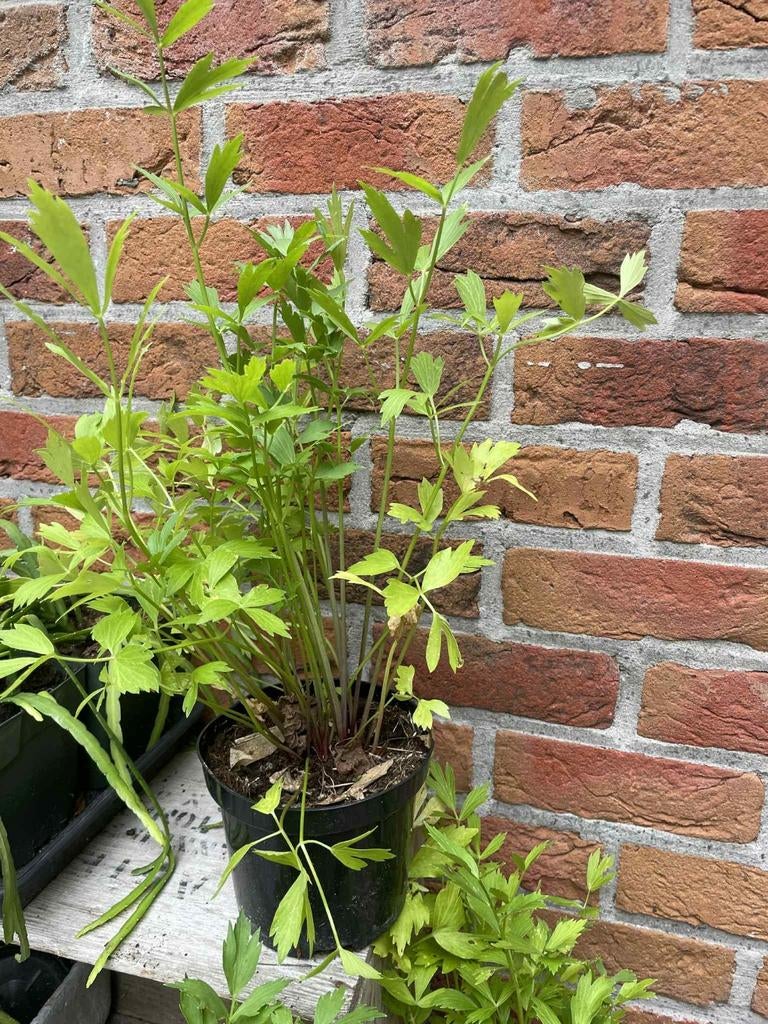 Lavaskruid, maggiplant, tuinkruiden, pot 3 lite, Ophalen, Vaste plant