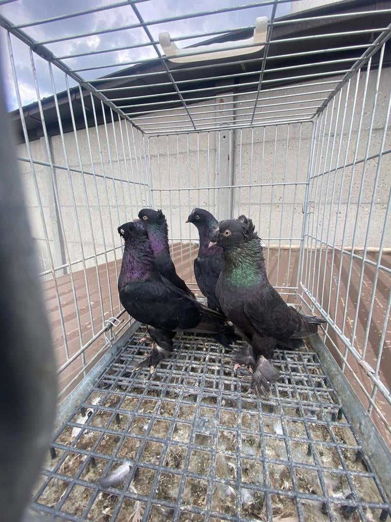 Takla arap cifttepeli, Dieren en Toebehoren, Vogels | Duiven