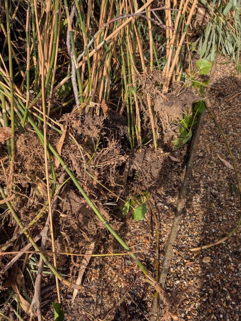 Bamboe met kluit, Ophalen