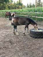 Welsh cob merrie veulen 1 jaar, Dieren en Toebehoren, Merrie, Ontwormd