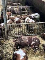 Maine Anjou Stieren, Dieren en Toebehoren, Runderen