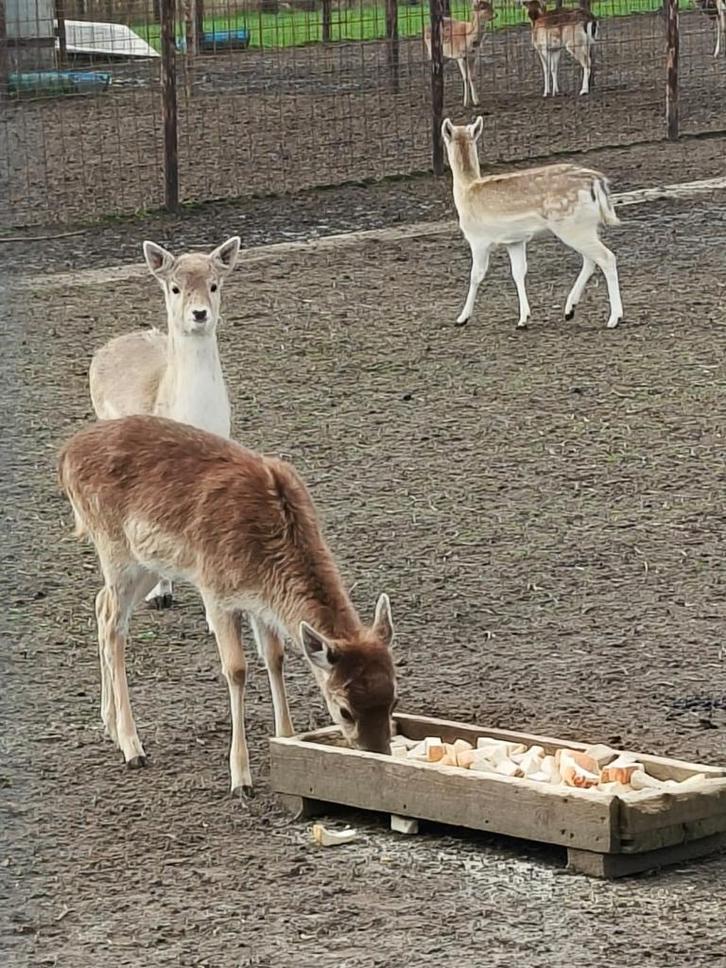 Herten (Nog enkele stuks beschikbaar  ), Dieren en Toebehoren, Runderen