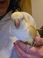 Mooie en tamme monniksparkiet, Perroquet