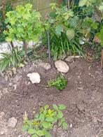 Kwartels manen jumbo te kop 8 weken oud  4 stuk, Dieren en Toebehoren, Pluimvee