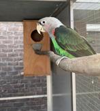 Poicephalus fuscicollis suahelicus, Plusieurs animaux, Perroquet, Bagué