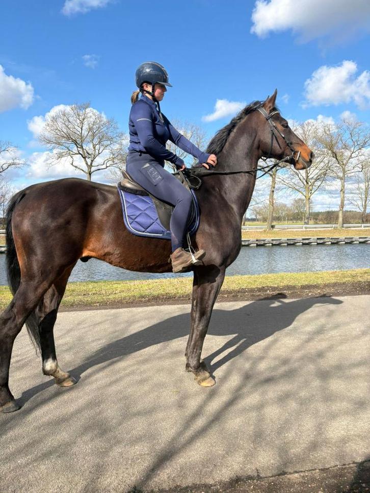 Zeer lieve KWPN paard, Animaux & Accessoires, Chevaux, Hongre, L, 165 à 170 cm, 11 ans ou plus, Cheval de récréation, Avec pedigree