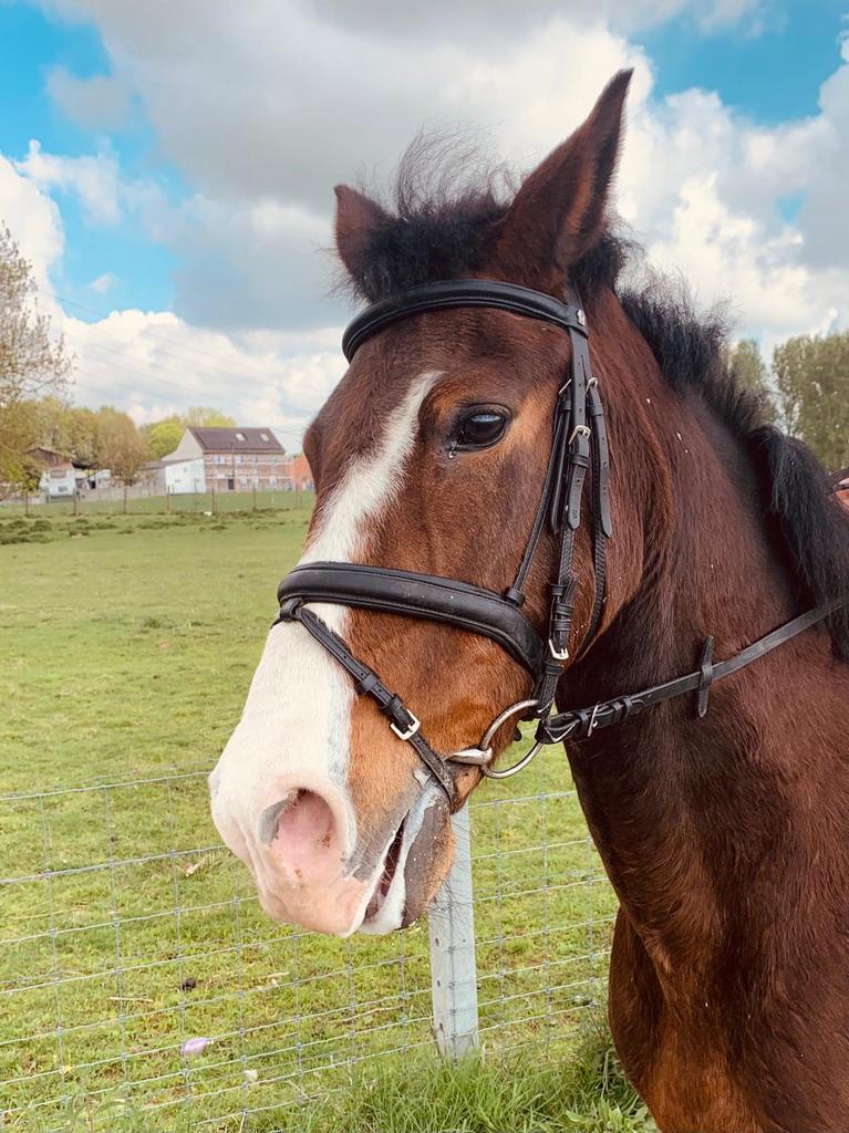 Brave recreatieve D-pony, Dieren en Toebehoren