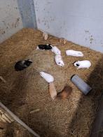 Cavia's, Dieren en Toebehoren, Ophalen