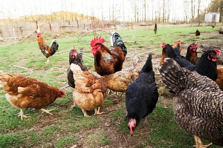 GEZOCHT , GRATIS KIPPEN HENNEN, Dieren en Toebehoren, Pluimvee, Kip, Vrouwelijk