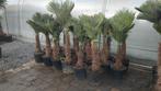 Trachycarpus Wagnerianus palm, Tuin en Terras, Ophalen