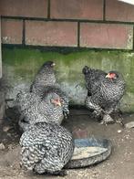 Brahma koekoek kriel, Dieren en Toebehoren, Pluimvee