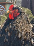 2 Brahma hanen van begin 2025, Dieren en Toebehoren, Pluimvee