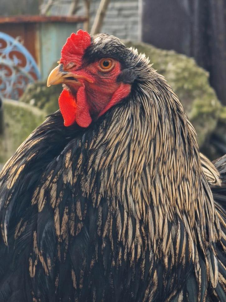 2 Brahma hanen van begin 2025, Dieren en Toebehoren, Pluimvee