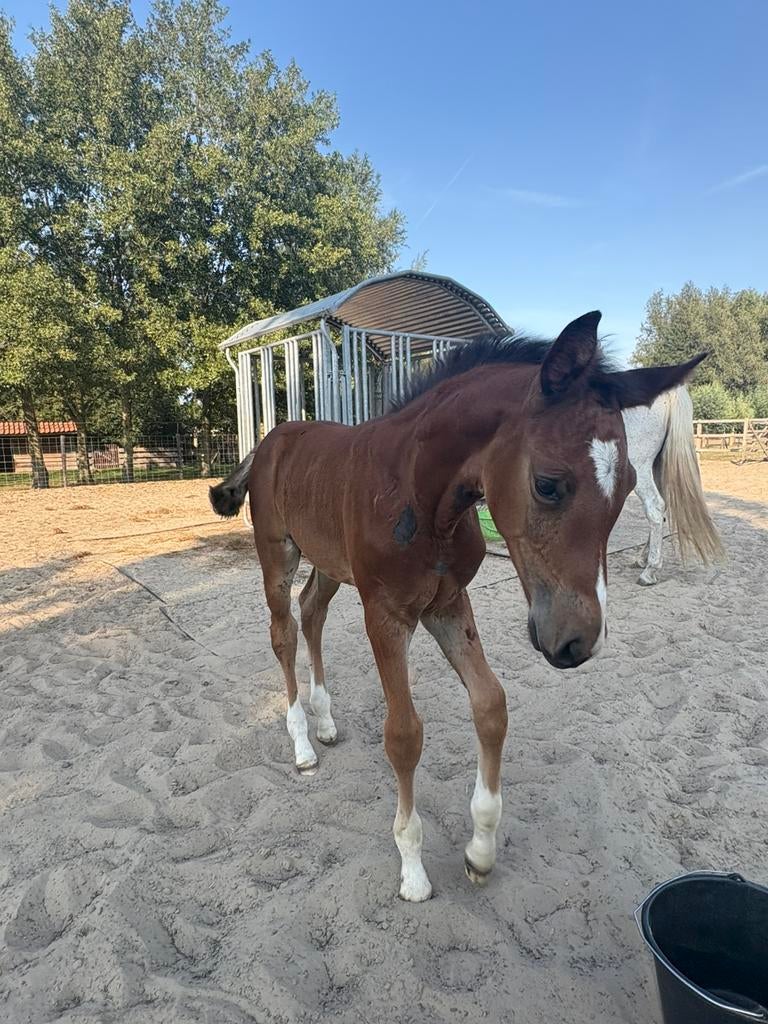 Merrieveulen | 2025 | Comilfo Plus Z x Va-Vite x Clinton, Z