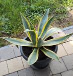 Agave americana, Ophalen, Vaste plant, Overige soorten, Volle zon
