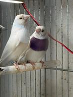 2 goulamadines mannetjes, Dieren en Toebehoren, Geringd