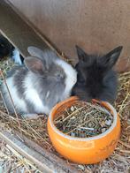 2 dwergkonijn leeuwenkopjes raszuiver, Plusieurs animaux, Nain, 0 à 2 ans