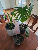 Lot van 2 planten en een stekje, Enlèvement