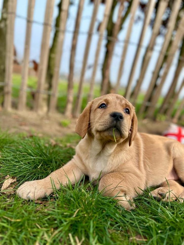 Leuke labrador pups, Dieren en Toebehoren, Honden | Retrievers, Spaniëls en Waterhonden, Meerdere dieren, Labrador retriever, Fokker | Professioneel