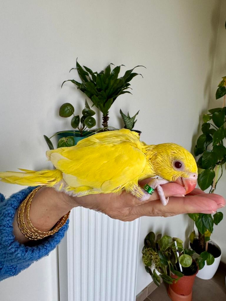 Halsbandpariketen baby, Dieren en Toebehoren