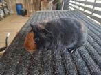 Cavia beertje borstelharig, Dieren en Toebehoren, Mannelijk, Tam, Maart, Cavia