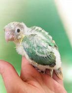 Conure eam, Enlèvement