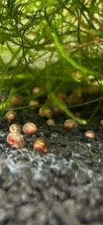 Escargots planorbes et physes, Escargot ou Mollusque, Poisson d'eau douce