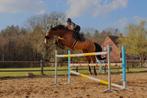 Springpaard met potentie voor de springsport, Ruin, Z, Springpaard