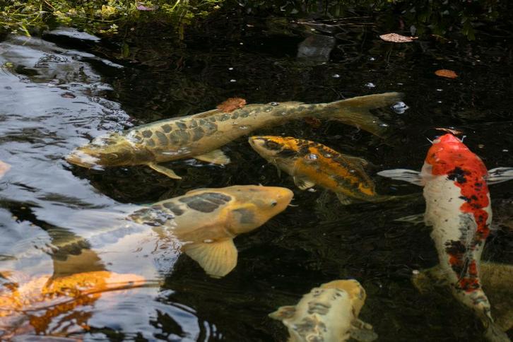 Europeese koi's te koop, Tuin en Terras, Vijvers, Ophalen