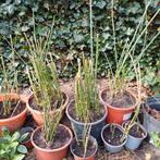 Slangengras/ Japanse holpijp, Tuin en Terras, Ophalen