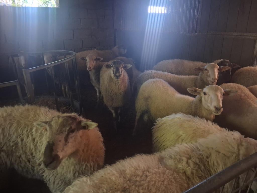 Des béliers pour la fête de l'Adha, Animaux & Accessoires, Volatiles