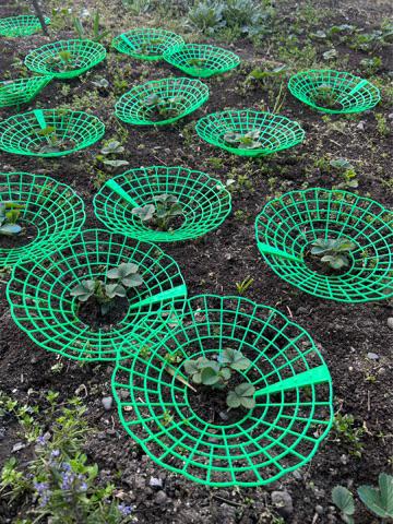 Planten Beschermer – Bescherm je aardbeien tegen onkruid!, Tuin en Terras, Tuinslangen, Zo goed als nieuw, Ophalen of Verzenden